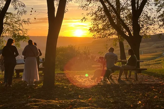 Sunset through trees over a Tuscan vineyard