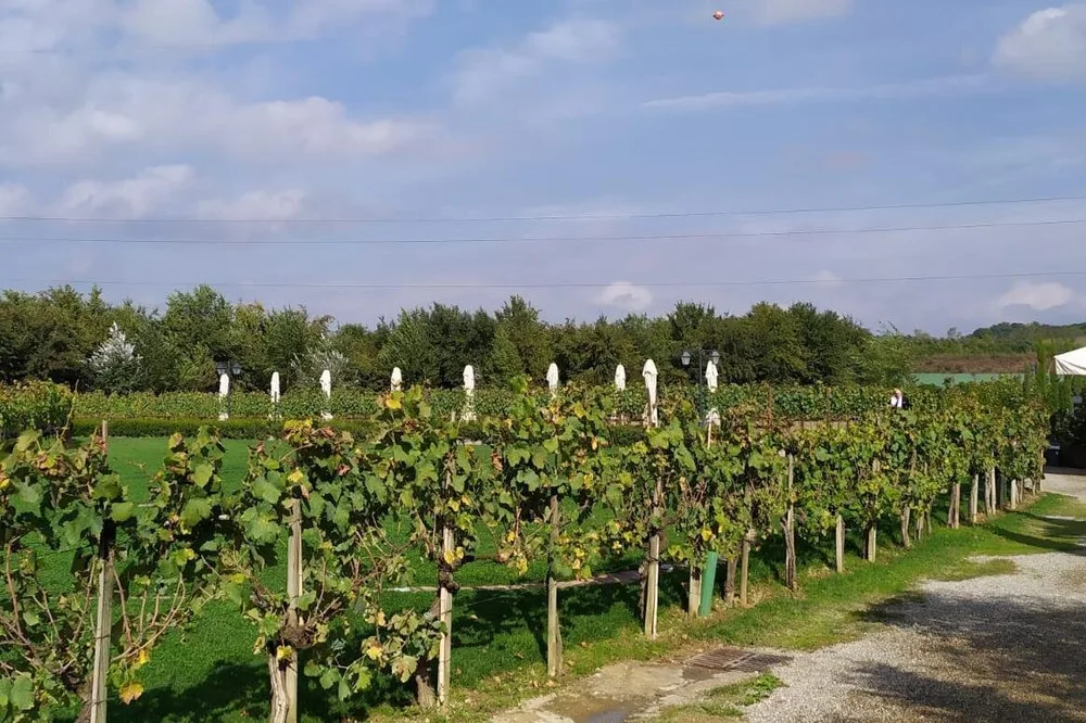 Vineyards on the hills near San Gimignano